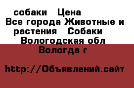 собаки › Цена ­ 2 500 - Все города Животные и растения » Собаки   . Вологодская обл.,Вологда г.